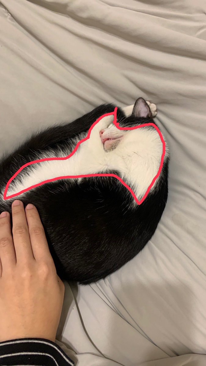 잘 잤네요. ⚫️⚪️

#길고양이 #고양이 #니우니우