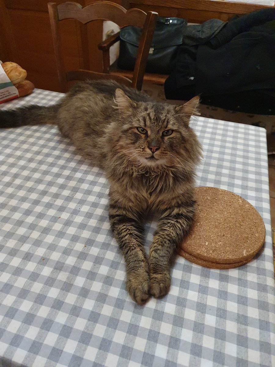 LEONORFIDELIO27's tweet photo. J'ai passé la nuit sur la table et j'ai fait caca dans le ficus et à côté... https://t.co/0a8tpr92Qc