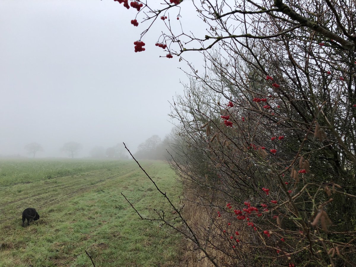 SustEnvFarming's tweet photo. Morning
#farmwalk #mist #wilded #bighedges #winterlife #ForNature #food #farming https://t.co/rydbF94dBU