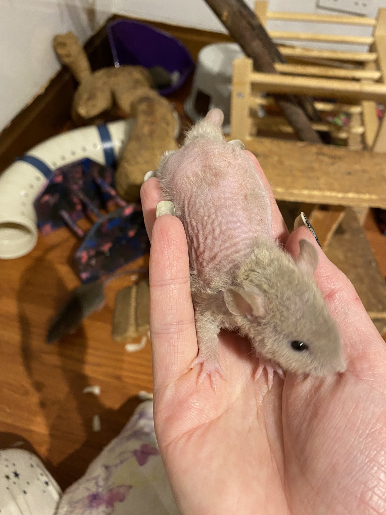 Aurora Rattery on Twitter: "Oh dear we've hit the ugly duckling stage  #aurorarattery #rats #petrat #RatsOfTwitter https://t.co/lwt3kW6xPQ" /  Twitter