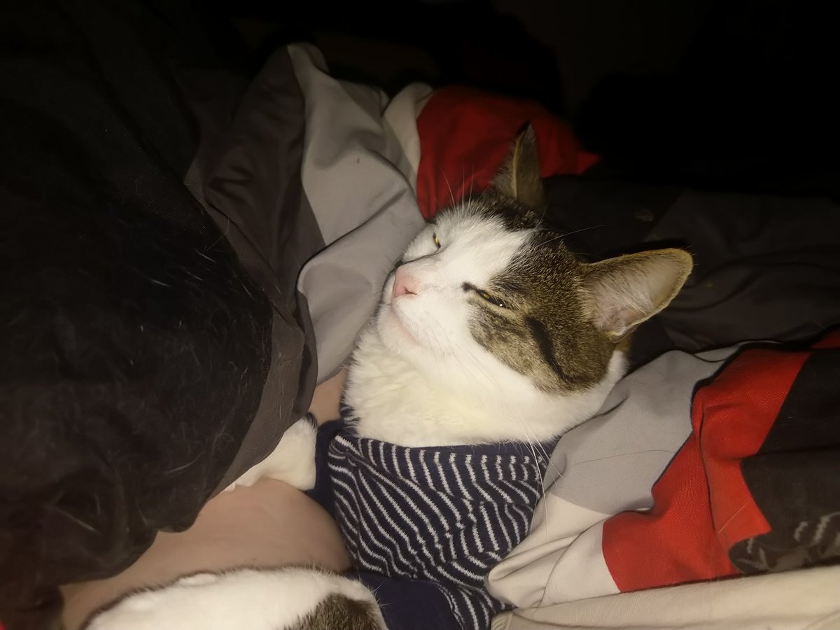 ElDragounyou's tweet photo. @tavujesus Joyeux #chalendrier
Attention, images chocs de chats maltraité ! https://t.co/E4pXV9bM8x