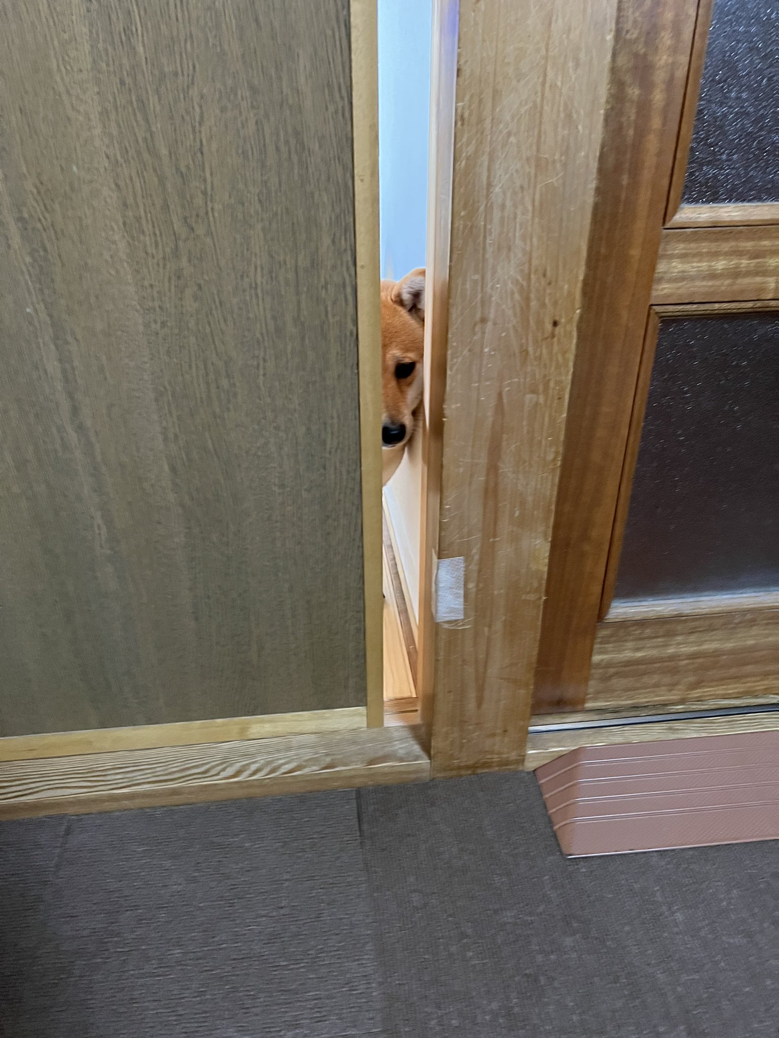 優 家政婦は見た みたいな柴犬 T Co hdzmxwi8 Twitter
