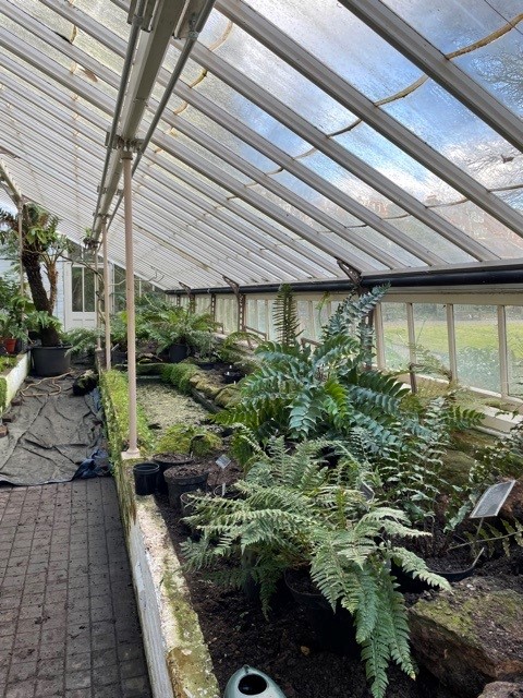 Glasshouse Project Restoration: gardeners have started decanting plants from the Cool Fernery, ready for work to start very soon. Supported by funding from the @HeritageFundL_S and donations and grants from individuals, trusts, foundations and Friends. #restoration #glasshouse