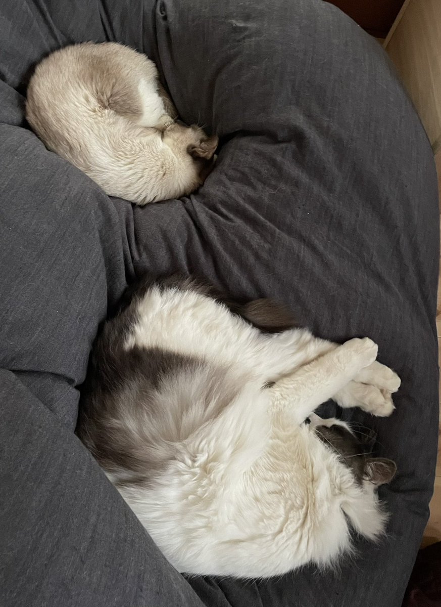 fuchanomusubi's tweet photo. お寒うございます。少し離れていても気持ちは一緒。#cat #catlover #猫のいる暮らし #猫好きな人と繋がりたい #ふーちゃんとおむすびさん　#おむふー #猫 https://t.co/7h4EBmmXVY