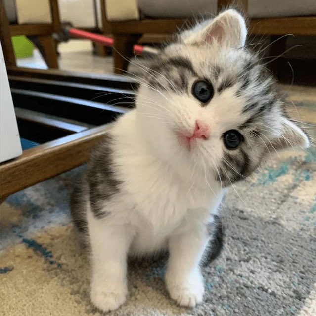 juyeon as cats (@juyomiascats) on Twitter photo 