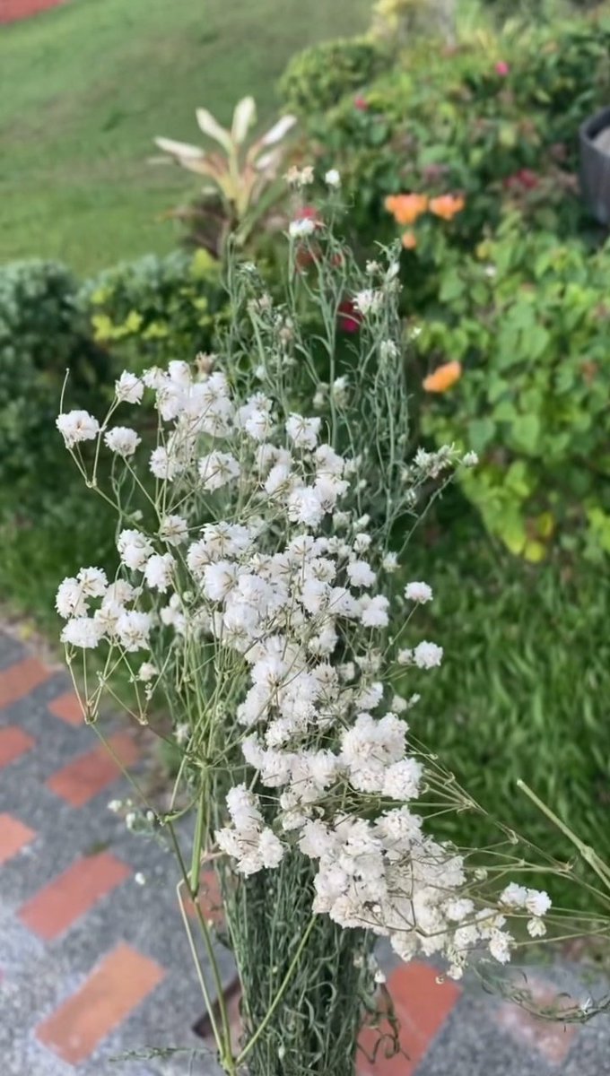 nicolecorebot's tweet photo. ୭̥⋆*｡ a rustle in the wind reminds us a fairy is near ୭̥⋆*｡ https://t.co/5AWjydqxmS