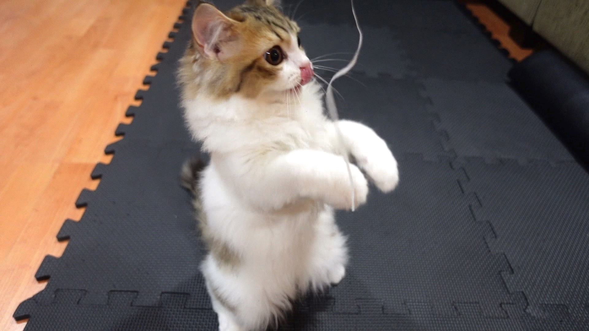 تويتر コロタ日記 على تويتر コロタンぺ 子猫 猫 猫好き 猫写真 スコティッシュフォールド Cat Cutecat Kitten Scottishfold T Co Vctqbaiaui