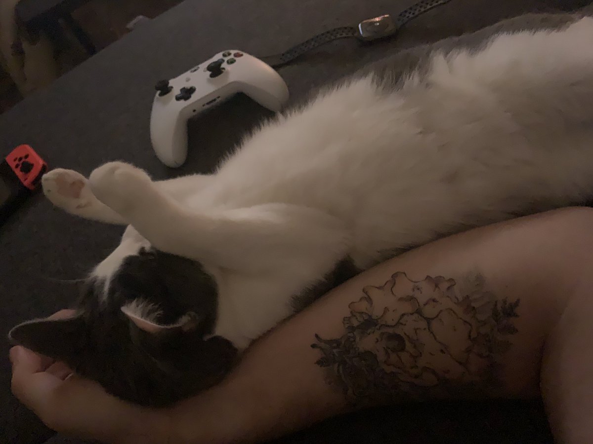 WarmSprite_'s tweet photo. Who’s got the best kitty? https://t.co/FEjJYMKqoi