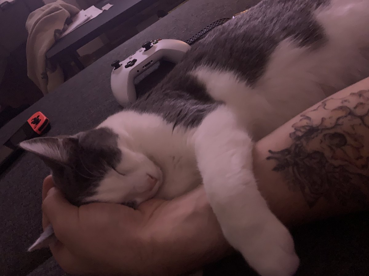 WarmSprite_'s tweet photo. Who’s got the best kitty? https://t.co/FEjJYMKqoi