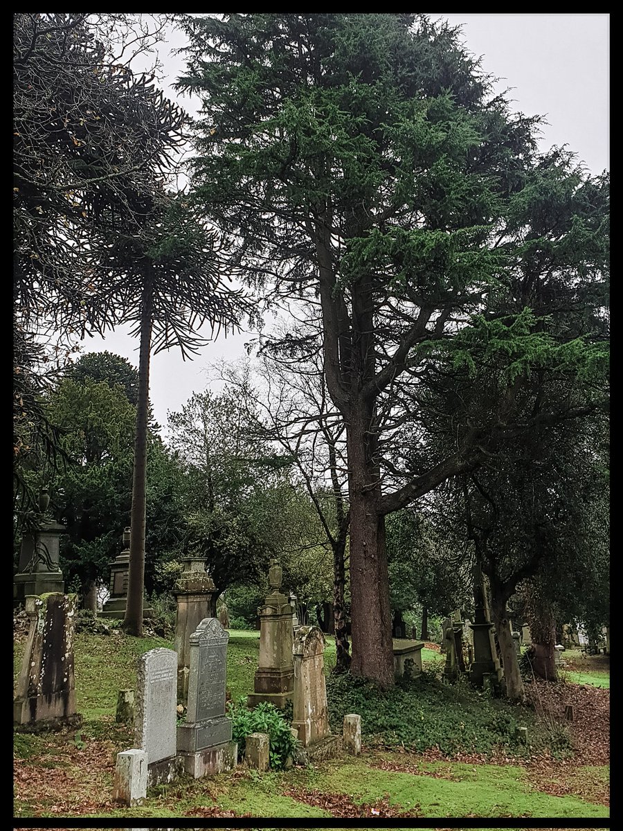 TheCemetress's tweet photo. Good morning Everyone!
๐ฅฐ๐ฒโฐ๐ฌโ๐ฝ๐ค
Hope you all have a lovely day!
#MyGarden
#MyFavePlace
#Cemetrees https://t.co/Ew6pHWHXLd