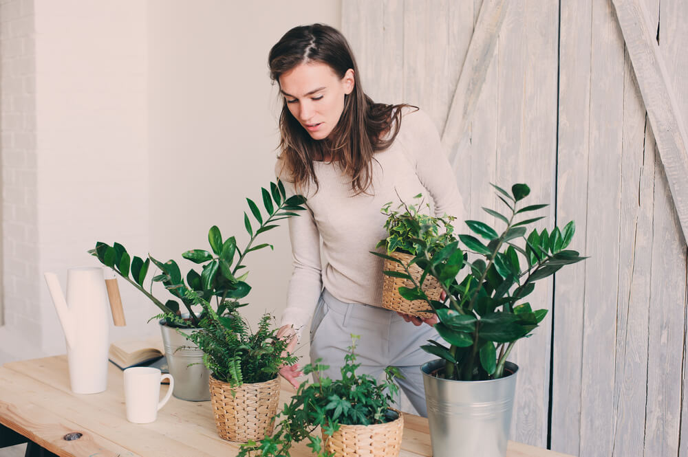 Ikwoonfijn's tweet photo. Voor alle schaduwrijke plekjes in huis: ontdek deze kamerplanten die het prima overleven in de schaduw. Wel zo handig!

https://t.co/hMNTL44L11 https://t.co/RiApI6MNwx