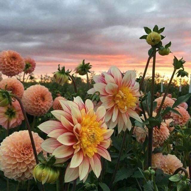 ShaimaaHamada20's tweet photo. Flowers make the world more beautiful✨❤️ https://t.co/6iNyWeQuIt