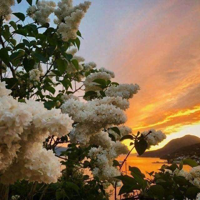 ShaimaaHamada20's tweet photo. Flowers make the world more beautiful✨❤️ https://t.co/6iNyWeQuIt