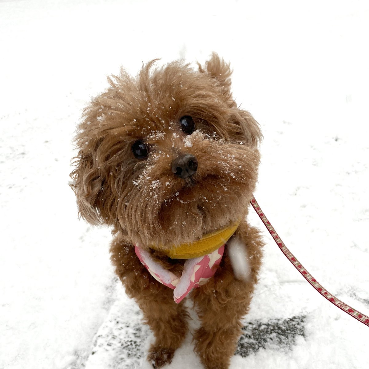 ChocoBaak's tweet photo. https://t.co/4AlH5B37Wm