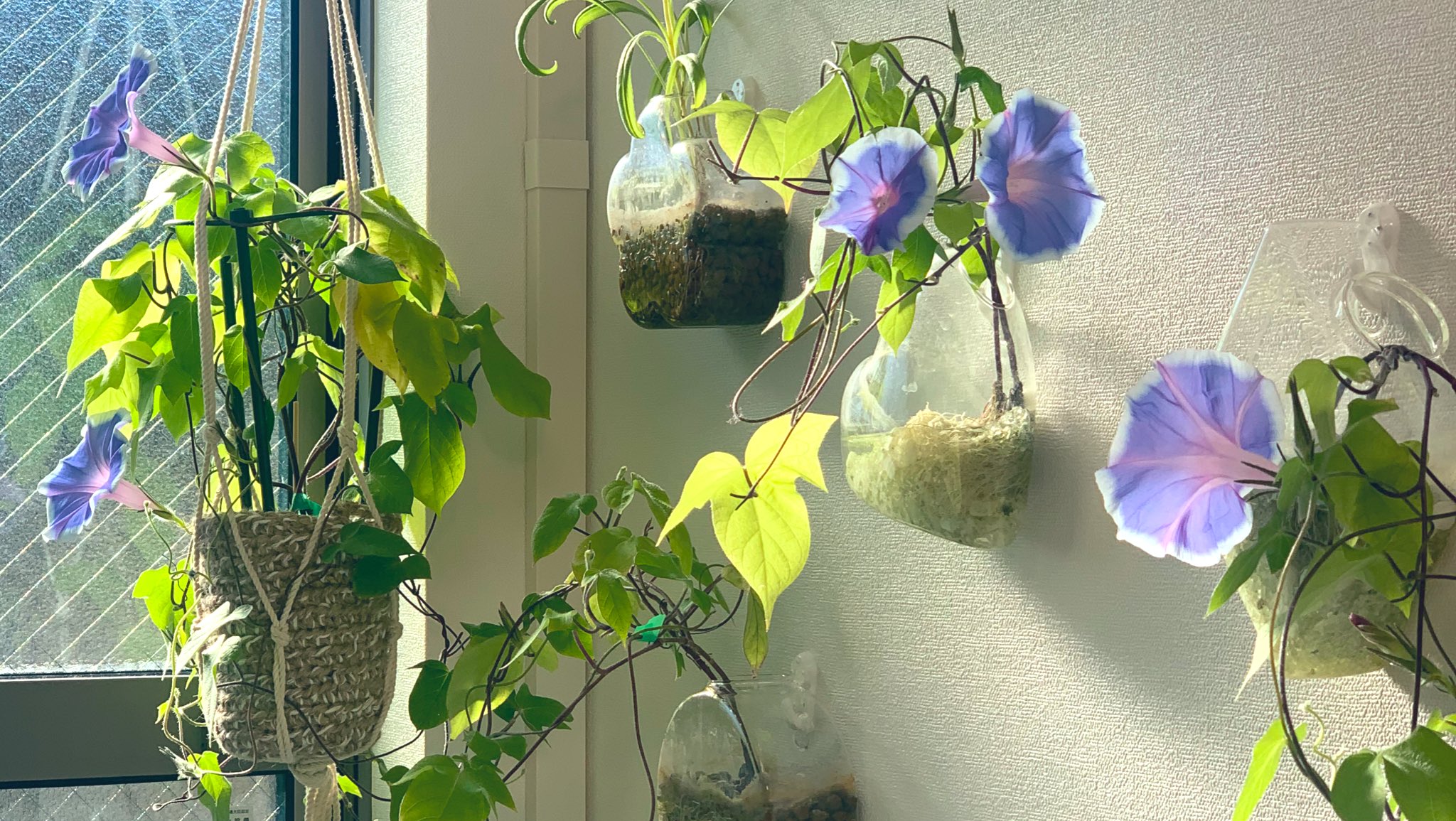 家の中で観察 今日は朝顔の花が４つ咲いた 惚れ惚れしてしまう なぜか 朝は青く見えて 夜は赤く見える 朝顔 ハンギングプランター 冬の朝顔 水耕栽培 T Co Nbolyea162 Twitter