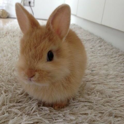 Bunnies (@rabbiteveryhour) on Twitter photo 