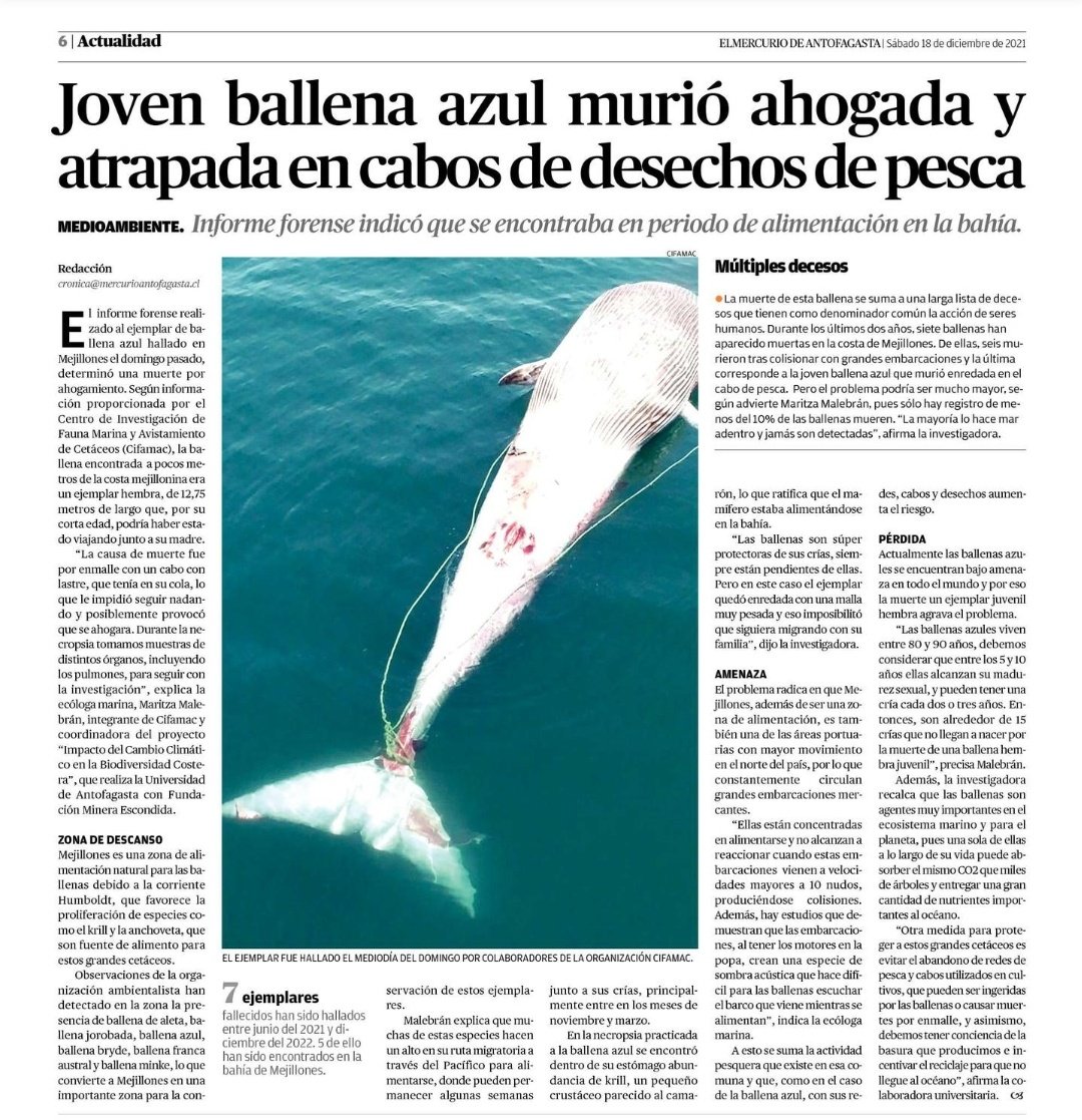 criordor's tweet photo. Joven ballena azul murió ahogada en #Mejillones atrapada en cabos de derechos de pesca, era una hembra de 12,75 m que probablemente viajaba con su madre 😔🐳 #Antofagasta https://t.co/u2v43hEhvG