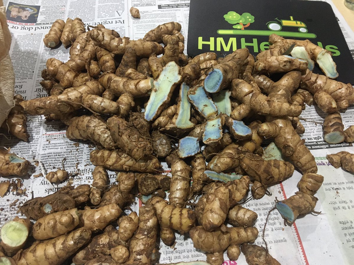 kalihaldi's tweet photo. Black Turmeric fingers.
Thick size with good colour material fresh lot #blackturmeric #kalihaldi https://t.co/cQn9iXIATk