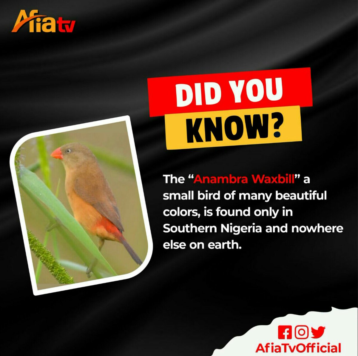AfiaTvOfficial's tweet photo. Sadly, According to a study, The Waxbill is susceptible to extinction because its rare, and no conservation measures have been undertaken to prevent the occurrence of such.

#igbofacts
#igboamaka #afiatv https://t.co/EccZUJZzAn