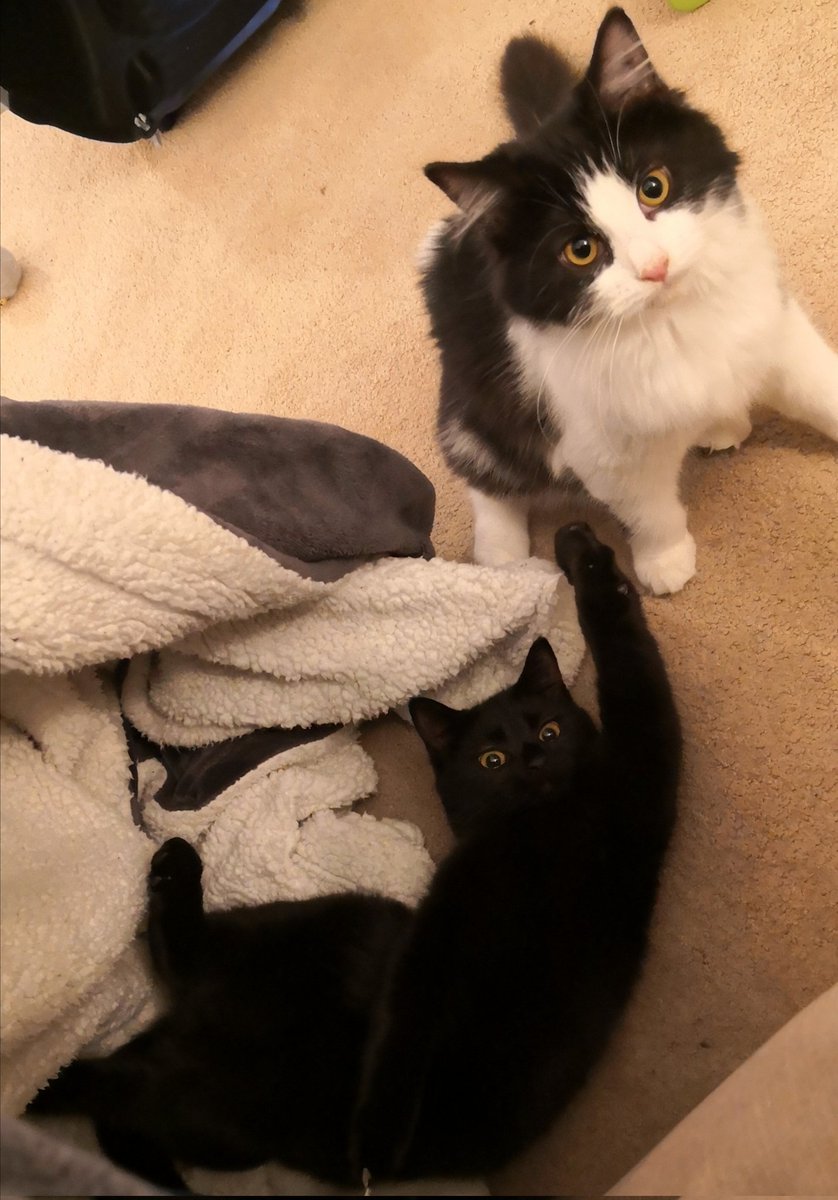LSBKMJ's tweet photo. I was never a pet person, I was talked into this and yet, here I am, obsessed with my 2 kittens. 😬 https://t.co/yv0602tqge