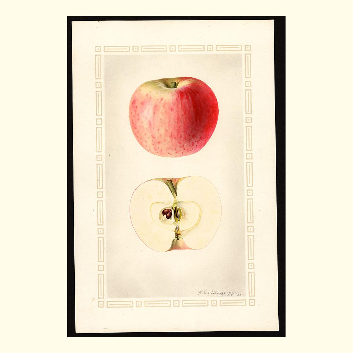 pomological's tweet photo. liveland raspberry apples, painted by royal charles steadman, 1925 https://t.co/3XPyUWaORh