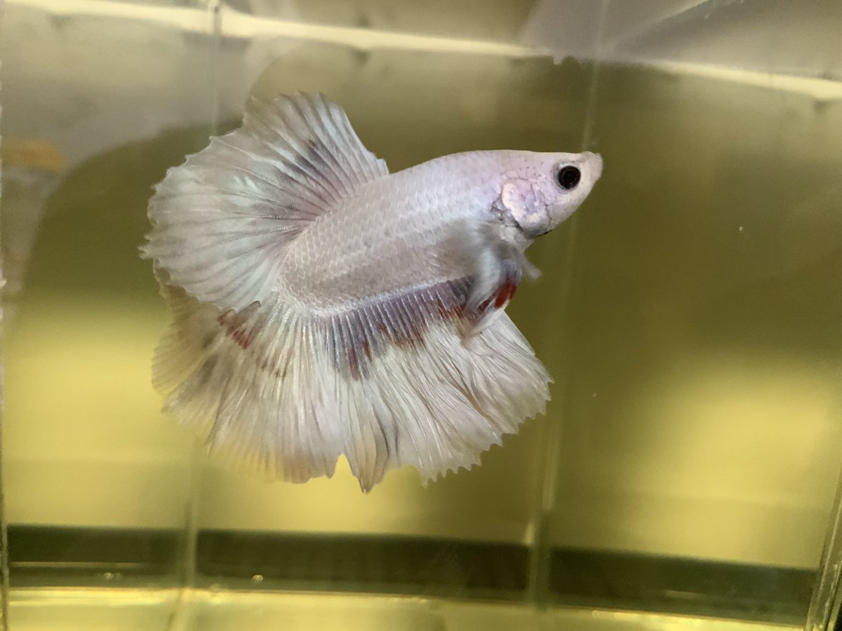 betta_iris tweet picture