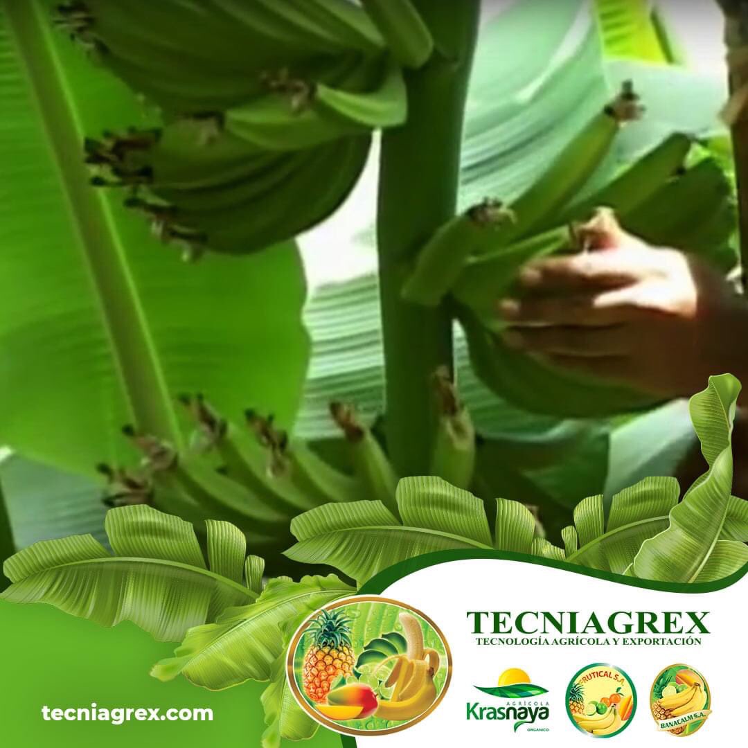 DESFLORE:
Se realiza después del desbellote y consiste en retirar las flores que están en los extremos de cada dedo utilizando la palma de la mano, antes  de que se sequen y hagan daño a los dedos superiores.

#corporacionblarrion, #banana🍌, #mejorarbanano, #desflore, #cosecha.
