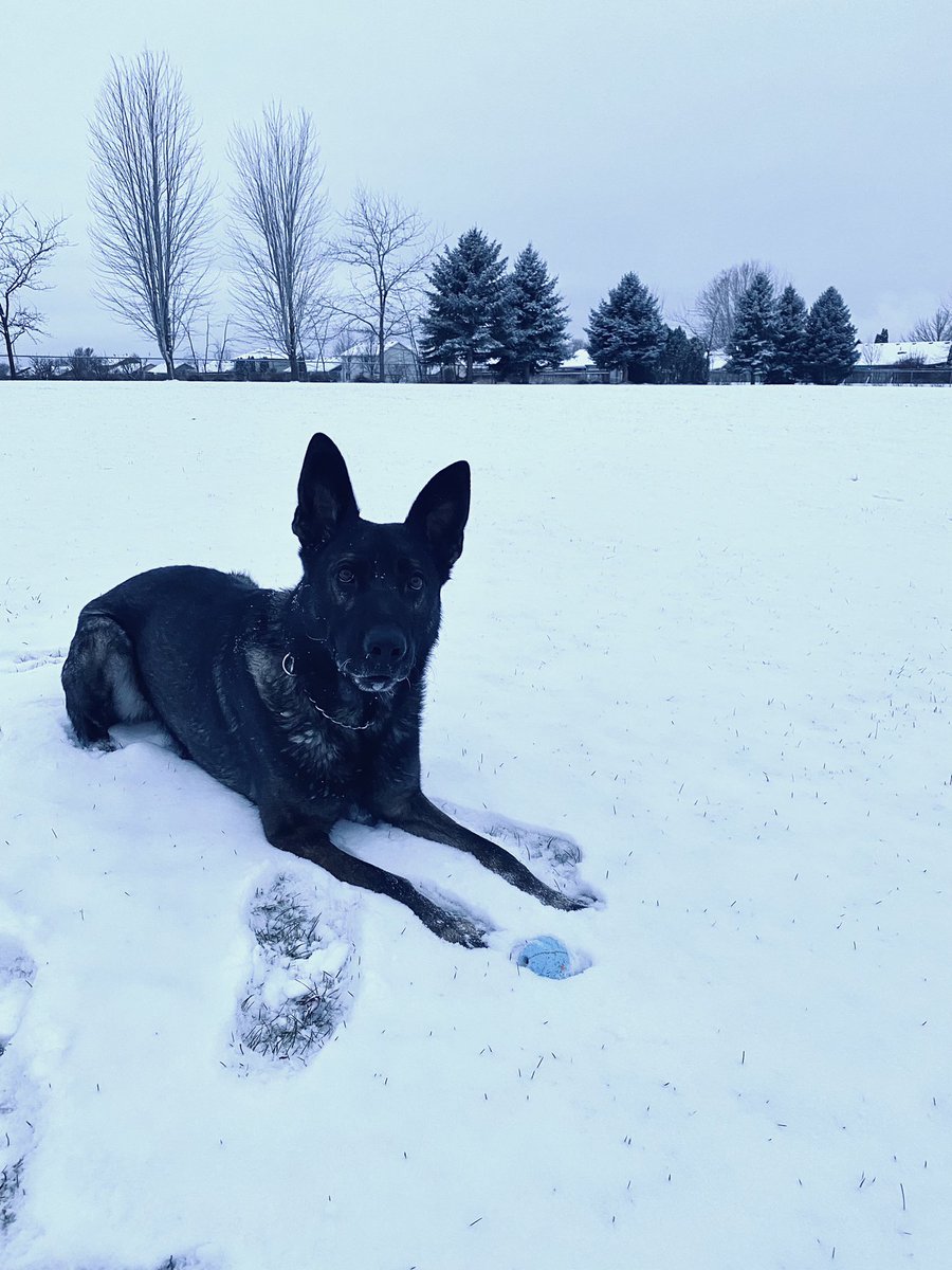 K9 Zedd tweet media