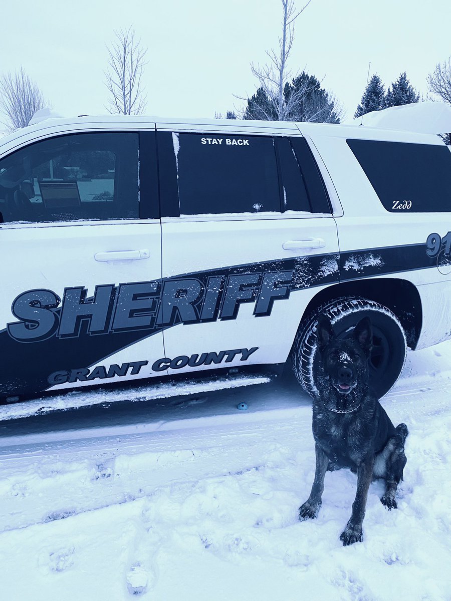 K9 Zedd tweet media