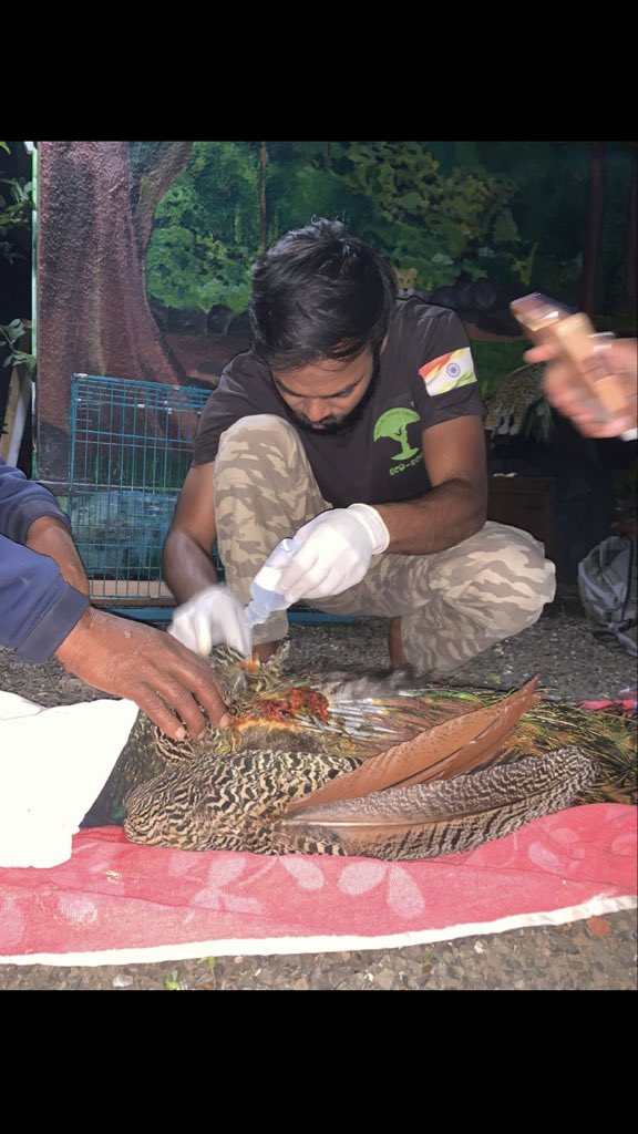 shield_animal's tweet image. This Peacock has been attacked by dogs! 

He is currently under treatment with our partner @EcoEchoFoundat1,we are sponsoring the treatment, so please help us heal this majestic bird

Donate animalshield.org 
e-transfer info@animalshield.org paytm 9888691064
#animalshield
