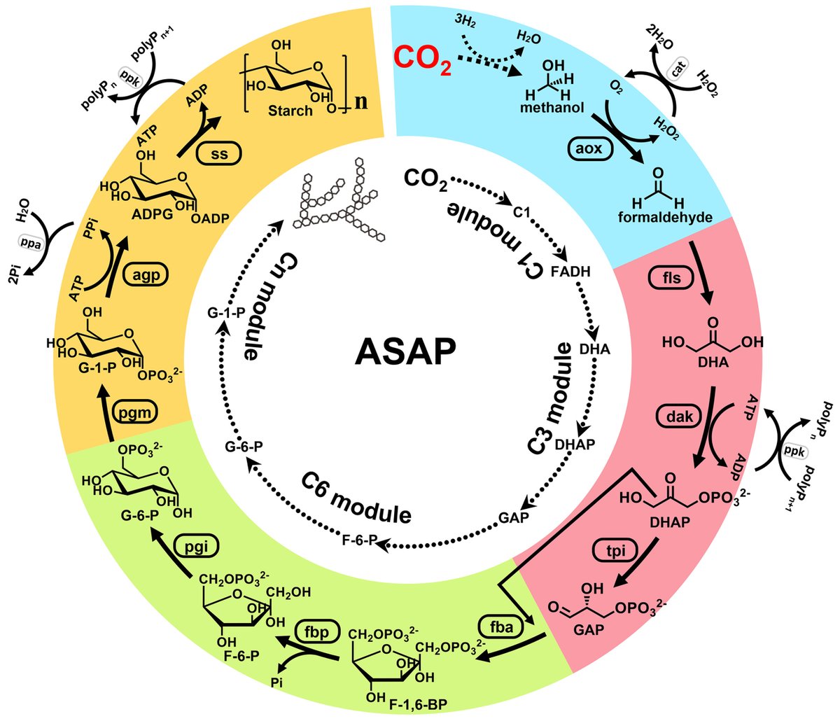 ScienceMagazine's tweet photo. From carbon dioxide to starch—no plants required: Researchers have developed a novel, cell-free method of synthesizing starch from CO2 and hydrogen using a combination of chemical catalysts and a carefully selected set of enzymes in a cell-free approach. https://t.co/YKHI9VEHCp https://t.co/ZHtWUXGcqH
