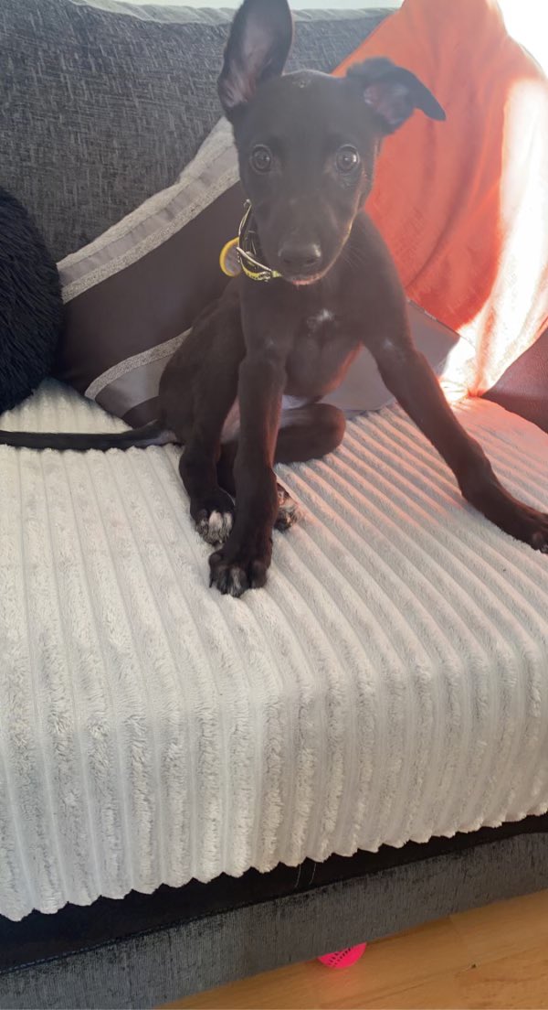 Scott Russell tweet media