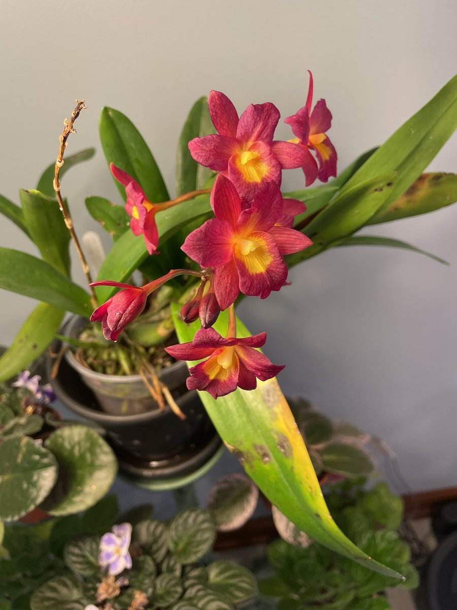 tstrombotn's tweet photo. Only one #bloom on this #Zygopetalum hybrid, but since it is the third bud-spike this fall i cant complain! Also the third bud spike is opening on Ctna. Why Not. #orchidcommunitychatter #orchids #cattleya #hybrid #currentlyinbloom #orchid https://t.co/nFa9gT9sOz