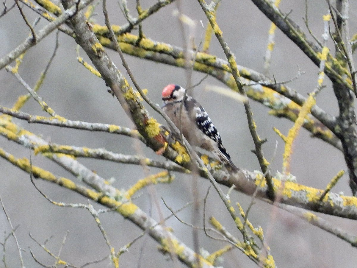 Very pleased to finally catch up with the @RSPBPulborough Lesser Spotted Woodpecker today which showed nicely for a number of visitors at Fattengates Courtyard. @Natures_Voice @SussexOrnitholo @SussexBirding