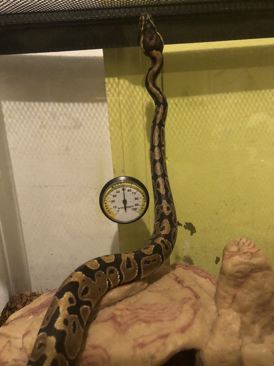 jamocide's tweet image. pictures that make me rethink my decision to become a snake mom