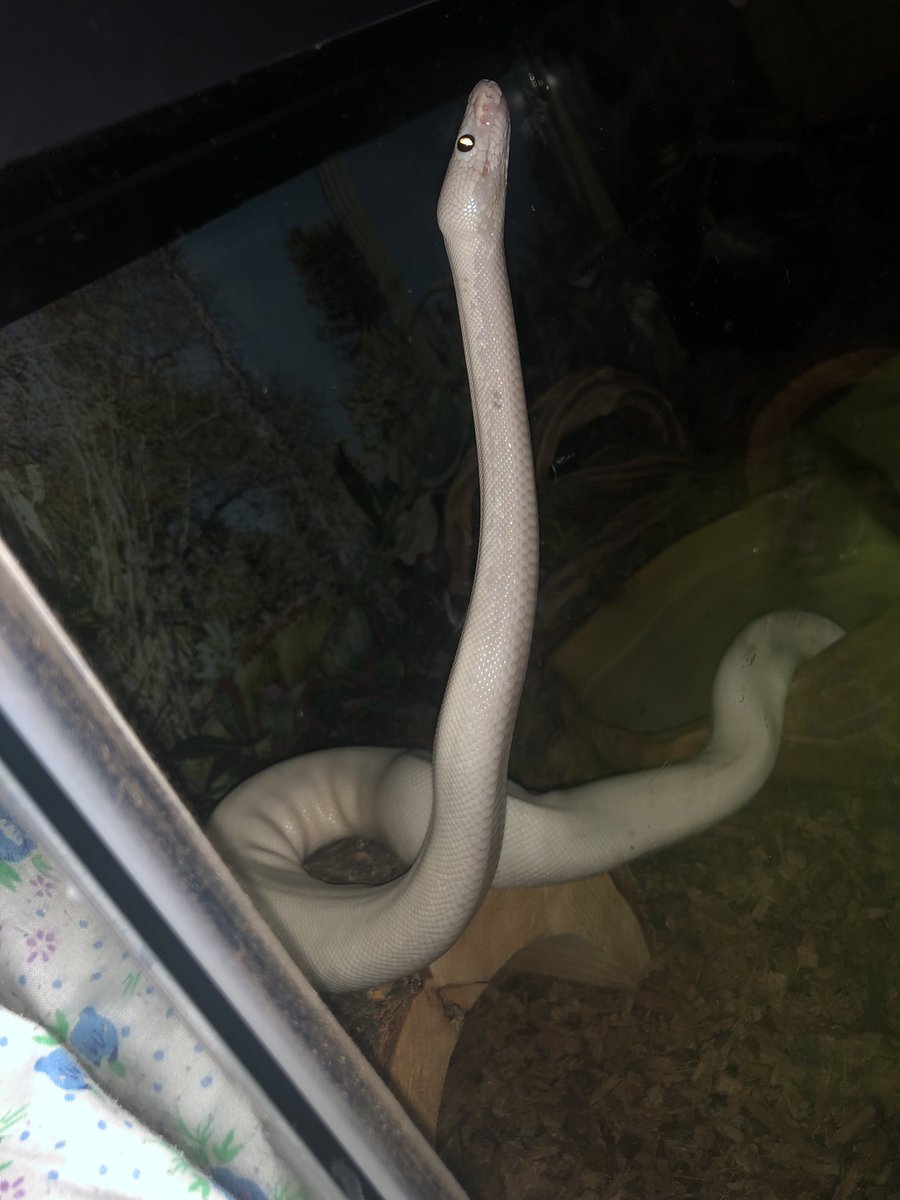 jamocide's tweet image. pictures that make me rethink my decision to become a snake mom