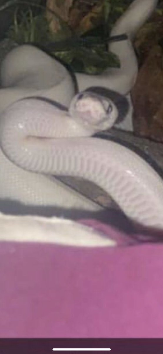 jamocide's tweet image. pictures that make me rethink my decision to become a snake mom
