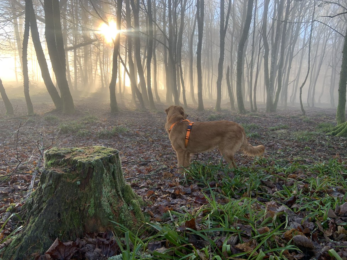 ShedRool's tweet image. #goldenretriever #dogsoftwitter