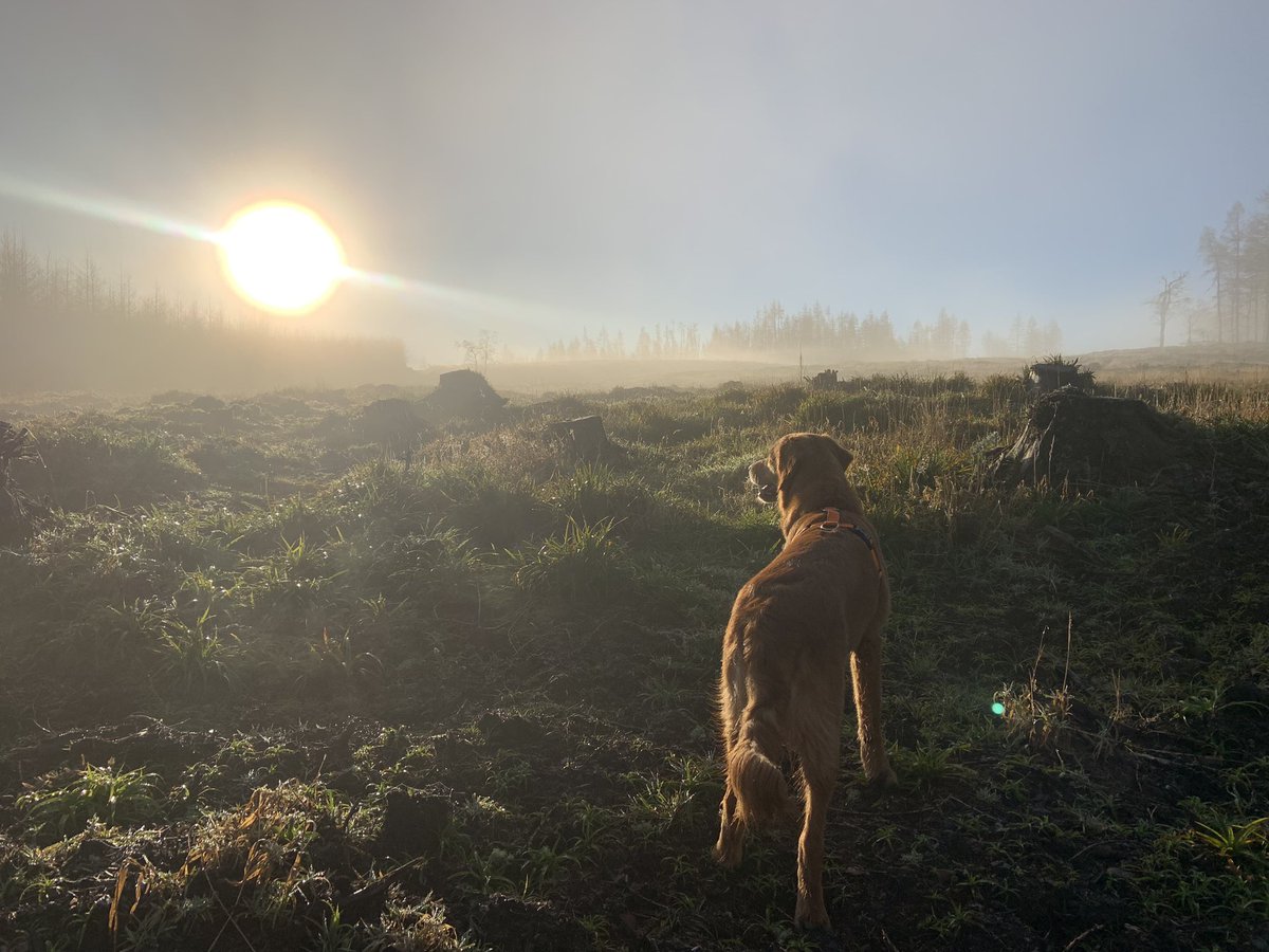 ShedRool's tweet image. #goldenretriever #dogsoftwitter