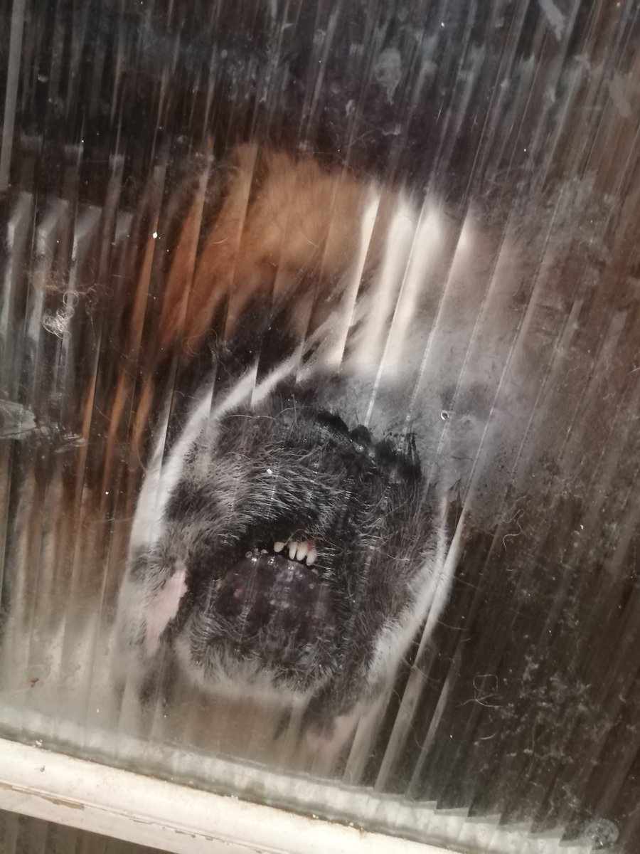 thefetishvixen's tweet photo. This DOG! He's just too funny I can't cope with him 🤣😍🐕 
#dogsoftwitter #saintbernard #funnydogs #loldog #bungle #bigdogs https://t.co/Nv4MkUNHkb