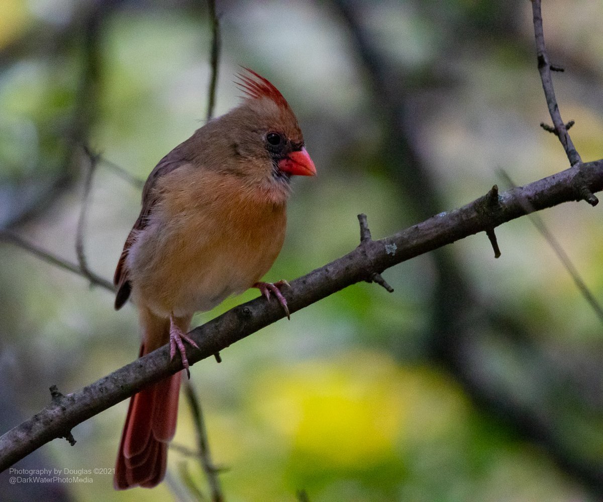 DarkWaterPhotos's tweet photo. Northern Cardinal Lady, High Park. 

#WildTO #CityOfTO #Cardinals #Birds #YYZ #CanGeobirds #NatureThereapy #StopTheBradfordBypass #StopThe413 

https://t.co/R5PMOspsUo https://t.co/FhyHBzn5eT