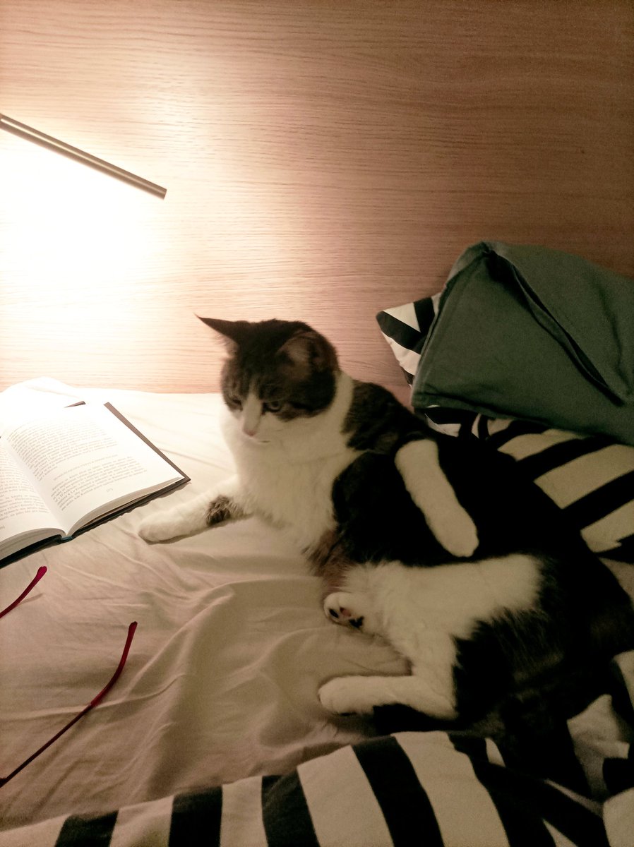 EvaKlicova's tweet photo. Sobotní večer. #booklovers #BedCat https://t.co/rUQQe6B5wi
