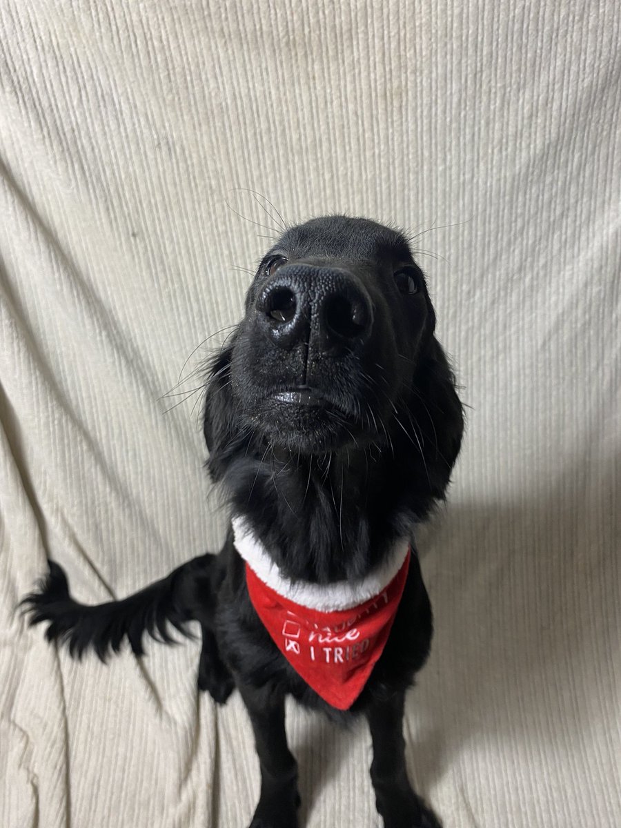 Nose to meet you 👁👃🏻👁 And merry Christmas 😉 #MerryChristmas #Christmas #christmasdog #flatcoatedretriever #flattie #retriever #dog #doggo