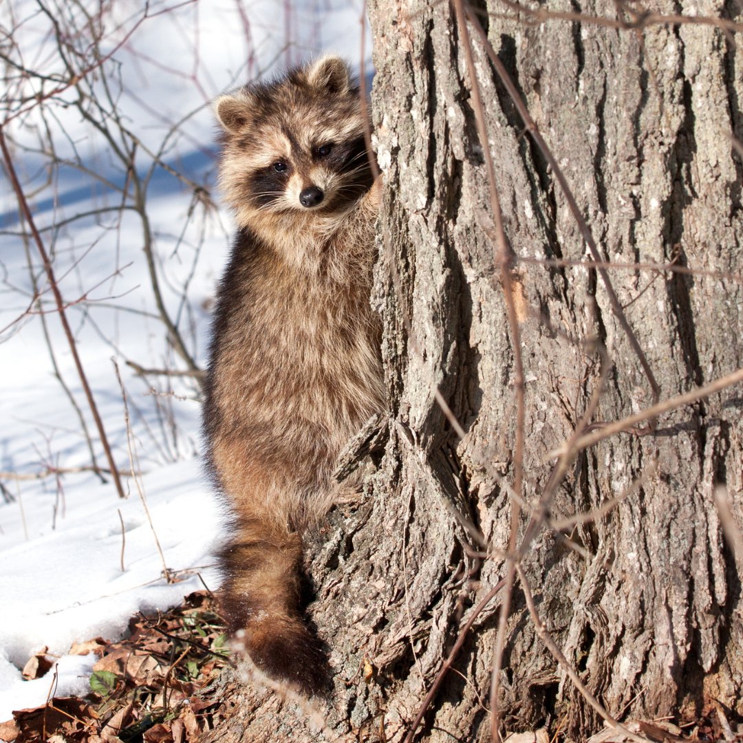 MHLinfo's tweet photo. Open season for upland and migratory birds, raccoon, skunk, gray squirrel, opossum is through Dec. 31 &amp; it's always open for coyote, woodchuck, porcupine, &amp; red squirrel. Hire a Registered Maine Guide to for these plentiful winter hunting opportunities! https://t.co/aQwv8gS9mU https://t.co/zf6iHRxugI