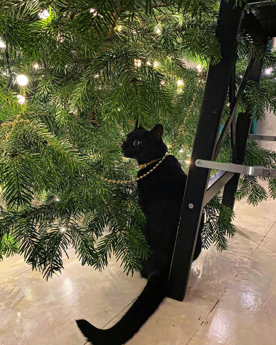 Morgana helping decorate the Christmas Tree, Happy #Caturday! 😸🚀

#ForbiddenPlanet #CatsOfTwitter