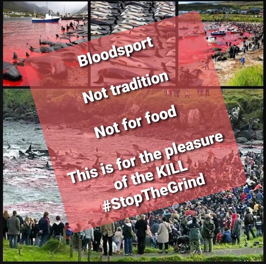 Please sign & share Petition let’s get to 60,000 by Christmas @ChrisGPackham @DeborahMeaden @Seasaver @PenFarthing @PeterEgan6 : Suspend trade agreement with Faroe Islands until all whale & dolphin hunts end petition.parliament.uk/petitions/5971…