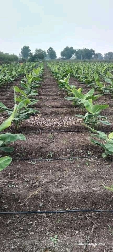 rosny_castillo's tweet photo. Culture des bananiers développement durable https://t.co/JBema20Mks