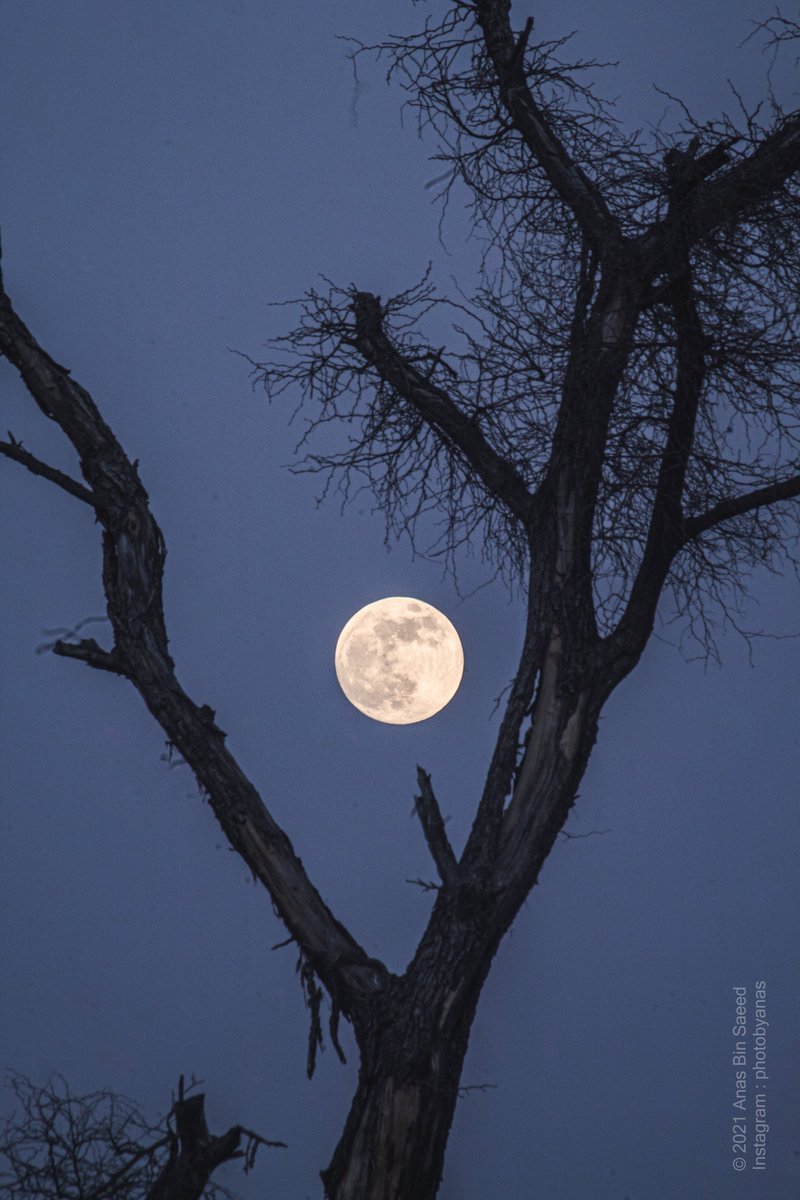 _anassaeed's tweet photo. here comes The Cold Moon 2021.
The Last Full Moon of the year. https://t.co/XQO3VEHTAq