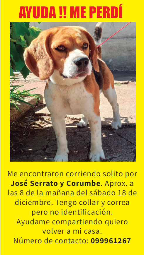 Ayuda !! 🙏 Lo encontré hoy corriendo como loco y lo iban a atropellar. Tiene collar y correa y por el poco tiempo q he pasado con él ya entiendo como escapó, es un escapista. Seguro hay alguien desesperado buscándolo. Por favor compartan para que pueda encontrar a su familia 😭