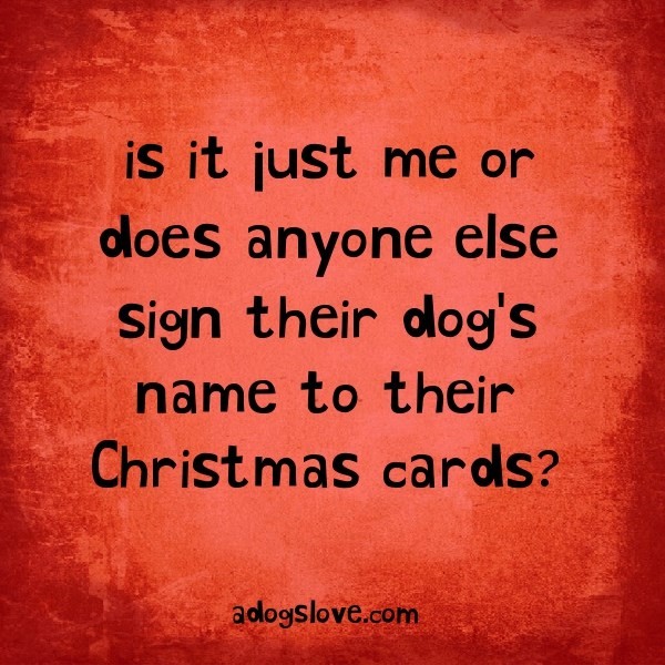 TᕼE GOOᗪ ᐯET & ᑭET GᑌIᗪE 🐾 Pet Directory tweet media